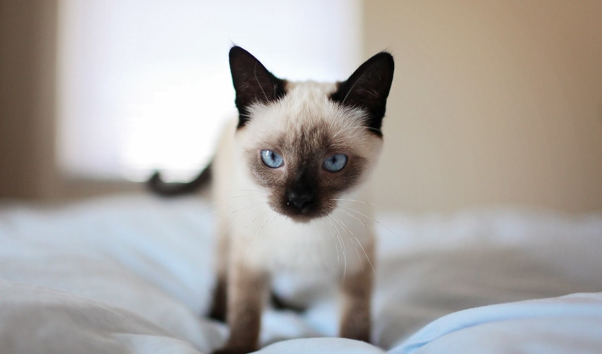 Siamese Cat Nutrition And Characteristics