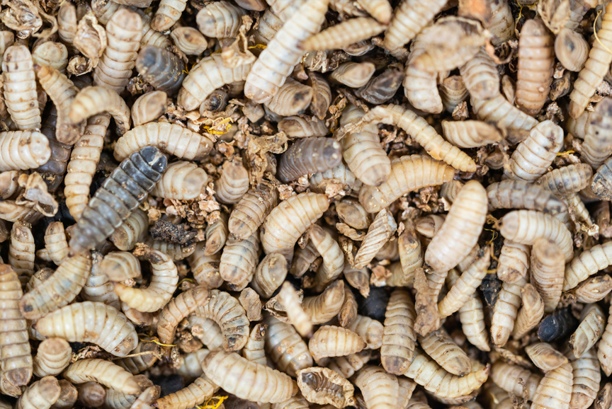 Hermetia illucens as a supplier of high-quality insect protein